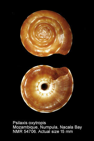 Psilaxis oxytropis.jpg - Psilaxis oxytropis(A.Adams,1855)